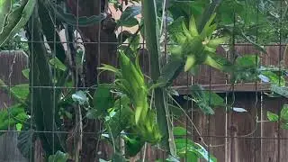 Dragon Fruit Climbs on a Guava Tree (Fruits are green and getting bigger)