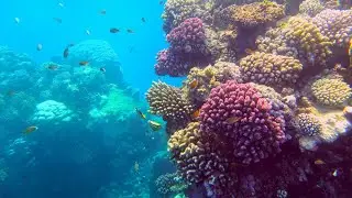 Fantazia Resort Marsa Alam  Риф.