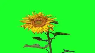 Sun flower green screen