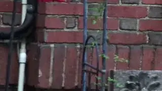 September 6, 2024 Hummingbirds, about three of them still buzzing around