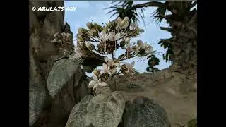 Beautiful Natural Flower's|UNIVERSAL BHAI