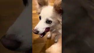 Can dogs eat watermelon?