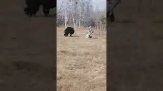 УМНЫЙ МЕДВЕДЬ