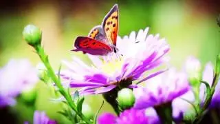 good morning wishes butterflies and flowers video whatsapp