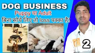 Dog business 2 : Dog age selection.