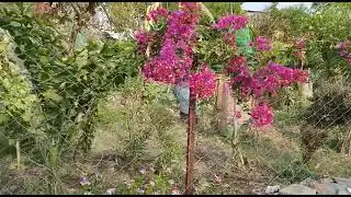 गोरैया के संरक्षण के लिए दाना पानी आवास के साथ कुछ पौधे अवश्य लगाईये 🙏