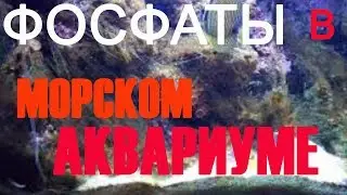 фосфаты в морском аквариуме | как снизить фосфаты в аквариуме | фосфаты в аквариуме