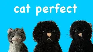 Cat perfect🐱￼