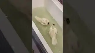 Утки дома