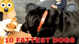 10 Fattest Dogs Ever Seen  in the World That Will Make You Think Twice About Your Own Diet