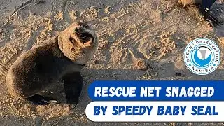 Rescue Net Snagged by Speedy Baby Seal