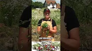 Барвінок: Символ безсмертя, краси та кохання💗 #6соток #plants #квітучийдім  #трави