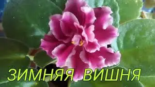 Фиалка  ЗИМНЯЯ ВИШНЯ