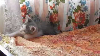 Кошка пытается схватить свой хвост.