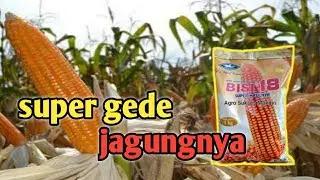 Waow panen jagung gede - gede.