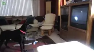 Смешная собака