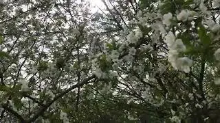 Вишні цвітуть. 30 квітня 2023