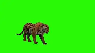 1. Green Screen Tiger 🐅🐯 (No Copyright)
