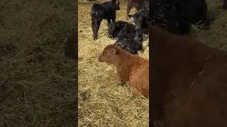Красные Телята Ангуса
