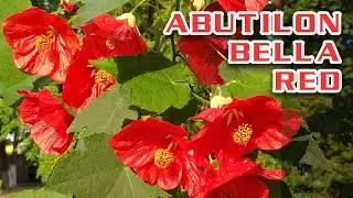 Самый эффектный комнатный цветок. Абутилон белла красный. Комнатный клен I Abutilon Bella red