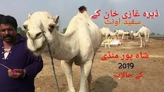 ڈیرہ غازی خان کے خوبصورت سفید اونٹ | شاہ پور منڈی ۲۰۱۹ کے حالات | Camel Mandi Shah Pur Kanjra