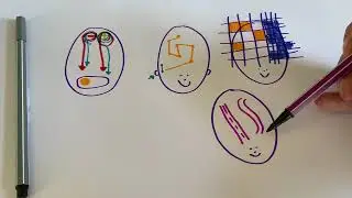 ADHD in het brein
