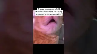 Ало здравствуйте #робота#выходные#выходной#мошенники#кот#приколы#мем#video#shorts#cat#телефон#прикол