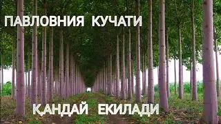 #павловния