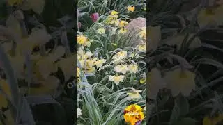 4 мая 2024 г. - ночные заморозки -3 градуса, а теплица без обогревателя, но в ней тепло.