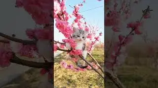 kelakuan random kucing gelantungan di taman bunga 🌻 