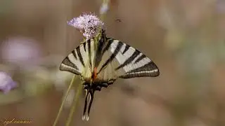 2022 06 16 papillons de l'Esterel avec un  tamron 150x600 g2