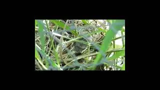 "Chiví pichoncito cayó del nido"   #birds #avesdeargentina #Shorts
