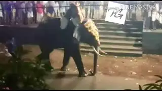 New elephant attack