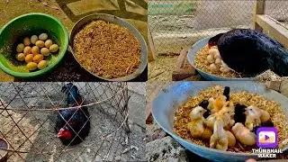 Black Assel Chicks Hatched by mama Hen || Hen Hatching eggs naturally || Hen Harvesting eggs to 🐥🐣🐤