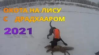 охота на лису с драдхааром 2021 