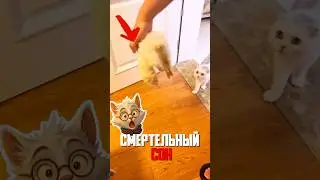 A FERRET FELL INTO A COMA - A CAT MOURNED OVER HIS DEAD FRIEND FOR 6 HOURS!