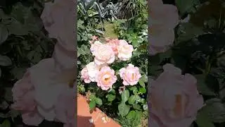 ROSE ROSE PER TE! ТРОЯНДИ ДЛЯ ТЕБЕ!