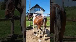 КУПАЛЬНЫЙ СЕЗОН Лошадки любят купаться😌#horse #shorts #equestrian #ranch