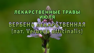 Лекарственные растения июля "Вербена лекарственная"