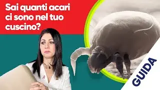 Dust mites: where they hide and how to get rid of them