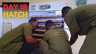 Day 18 Egg Incubation | What to Do Before Lockdown