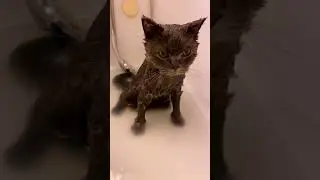 Adorable cats 
