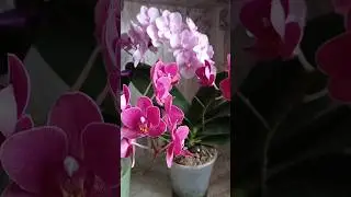 Cutty holly 15 и биг лип Сакура🌸