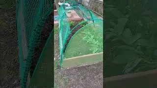 заграждение от котов москитной сеткой