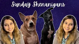 Sunday Shenanigans with Delta and Zeus #doggyshenanigans #petadvice