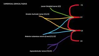 Ultrasound guided Supraclavicular nerve block