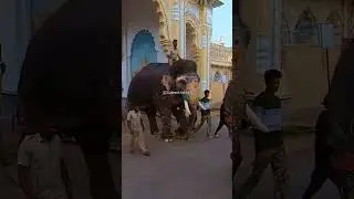 Mysuru Dasara 2024 Elephants leaving from Mysore Ambvilas Palace for Weight Check #mysuru #dasara