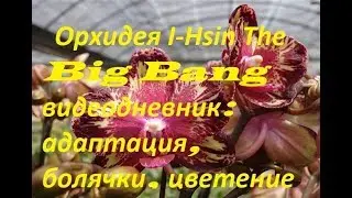 Видеодневник орхидеи The Big Bang/Адаптация, пересадка, болячки, цветение