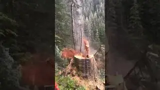 Without hard work, nothing #wood #woodcutter #viral #tree #treecutting #shortsfeed #chainsaw #stihl