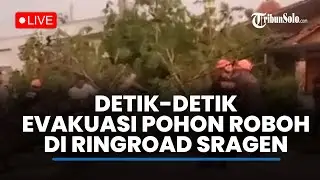 🔴LIVE: Detik-detik Evakuasi Pohon Roboh di Ringroad Sragen